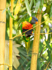 Rainbow Lorikeet perched on a branch of bamboo.Trichoglossus haematodus moluccanus, Zoo de La Flèche, La Flèche, Sarthe 72, Région Pays de la Loire, France, European Union, Europe