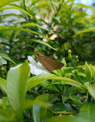 butterfly on a flower