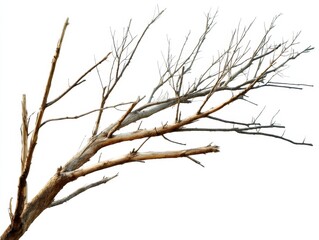 Bare tree branch against a white background showcasing intricate details and textures perfect for design overlay and creating a natural artistic mood