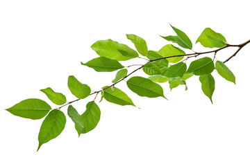 Fototapeta premium A branch with vibrant green leaves against a stark in a studio setting transparent background png