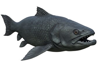 A menacing dark gray fish with visible teeth and fins isolated on a white background in a studio shot