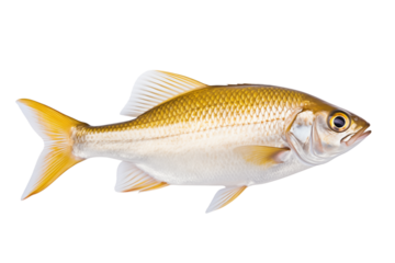 Isolated image of a golden color fish with detailed scales and fins on a space around it transparent background png
