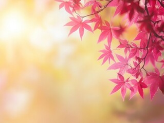 Radiant maple leaves in warm sunlight creating a serene and inviting autumn atmosphere with a soft focus and vibrant colors in a natural setting