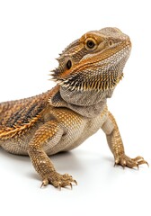 Bearded Dragon Pet Isolated on White Background