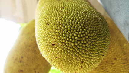 Closeup of jackfruits on jack tree