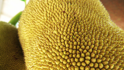 Closeup of jackfruits on jack tree