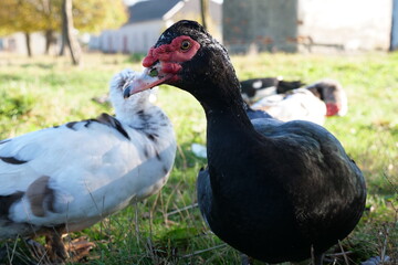 Domestic ducks on the farm. Care and breeding of ducks.