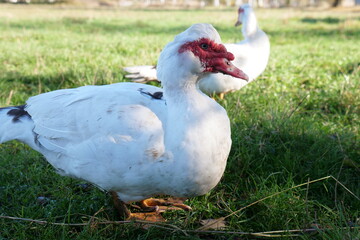Domestic ducks on the farm. Care and breeding of ducks.