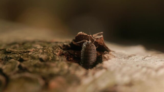 A macro shot captures a bark beetle emerging from a small hole in the tree trunk, its antennae raised and moving as it explores its surroundings