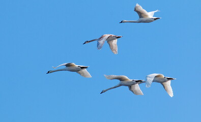 seagulls in flight