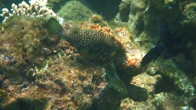 Bristly puffer on coral reef, scientific name is Arothron hispidus, belongs to family Tetraodontidae, inhabits coral reefs of the Red Sea, It is very poisonous fish, can inflate its body