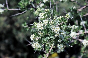 hawthorn white flowers in the park 