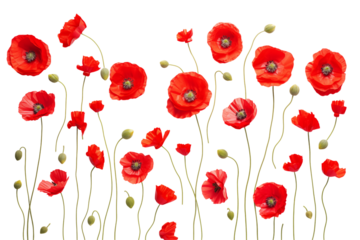A vibrant display of red poppy flowers with delicate stems against a creating contrast transparent background png