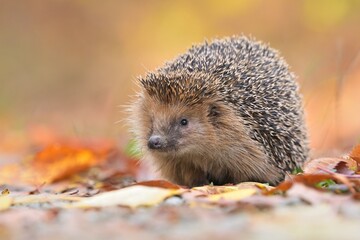 Northern white-breasted hedgehog erinaceus roumanicus inhabitant of dry lowland deciduous forest,...