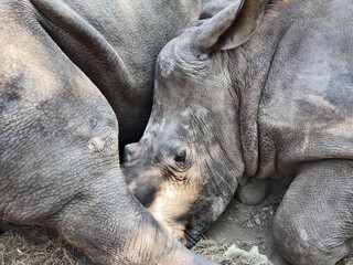 Baby white rhino and its mother resting. Baby rhino sleeping near his mother. Close-up.