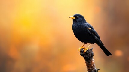 Fototapeta premium An elegant black bird perched on a rustic log against a blurred background, highlighting the intricate details of its feathers and the charm of simplicity in nature.