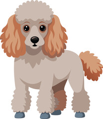Poodle Vector 