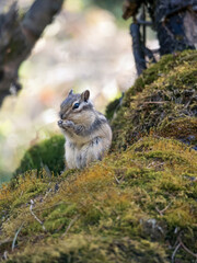 Naklejka premium Chipmunk standing on its hind legs among moss