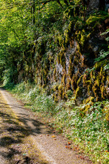 A peaceful woodland path covered in moss and shaded by dense foliage, part of the natural route from Ouhans to Pontarlier in eastern France