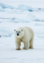 Polar Bear Walking on Snow