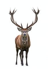 Fototapeta premium Majestic Red Deer Stag with Large Antlers