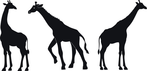 Giraffe Silhouette Outline Vector Icon Illustration – Wildlife Animal Graphic for Jungle Safari