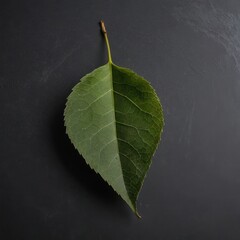 Minimalist studio shot of a single birch leaf centered on a matte gray background