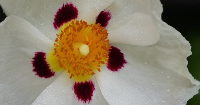 gum rockrose, Cistus ladanifer L. also knowed as labdanum, common gum cistus and brown-eyed rockrose.