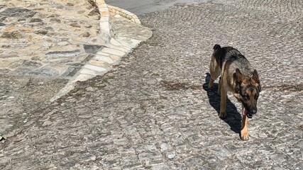 German Shepherd prowling sunlit cobblestones, reminiscent of K-9 day, urban exploration with canine...