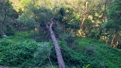 Fallen tree in lush forest, whispers of Gaia Theory, Earth Day tranquility, natural renewal,...