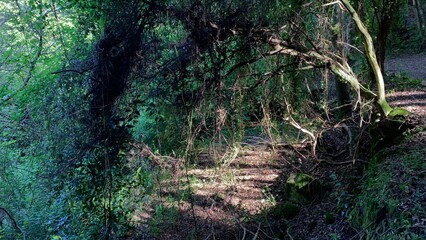 A shadow-dappled woodland portal teeming with verdant mystery, echoing Beltane enchantments and...
