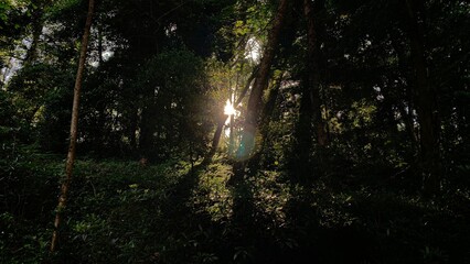 Dappled sunlight pierces the lush emerald canopy, invoking Earth Day reverence and the mystical...