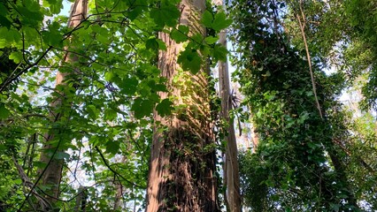 Towering sentinel trees in a verdant forest cathedral, perfect for meditative Shinrin-yoku or...