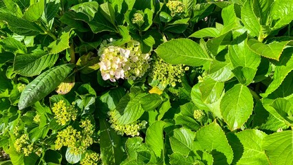 Lush hydrangea leaves embrace tender blossoms, whispering tales of Obon festival, green renewal,...