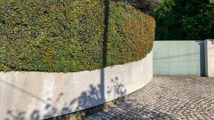 Curving labyrinthine hedge casting playful afternoon shadows, celebrating Solstice rituals, evoking...