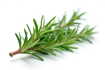Fototapeta premium Sprigs of rosemary isolated on white background, greenery, isolated