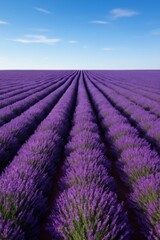 Fototapeta premium Lavender harvesting event provence france nature photography scenic fields aerial view