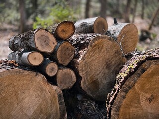 Tas de troncs d'arbres dans la forêt, gros plan	