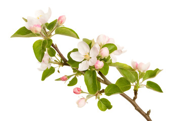 Obraz premium apple tree branch with pink and isolated on white background PNG