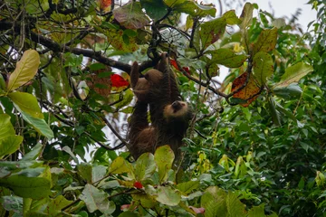 sloths in the tropical rainforest © Jacek
