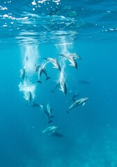 Fototapeta premium Dolphin Pod Swimming Underwater in Blue Ocean