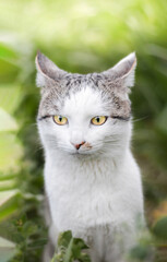 Photo of a beautiful domestic cat in a plant environment