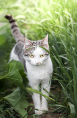 Photo of a beautiful domestic cat in a plant environment