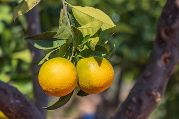 Fresh oranges growing on a tree.