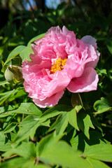 A close-up of a vibrant pink peony in full bloom. Its ruffled petals create a soft, rounded shape, with a cluster of yellow stamens at the center. Green leaves provide a lush backdrop.