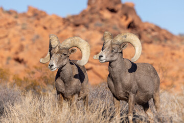 Desert Sheep Rams in the Nevada Desert in Winter