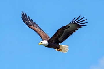 Naklejka premium The magnificent eagle gliding through a pristine blue sky.