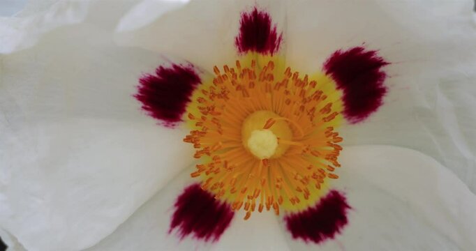 gum rockrose, Cistus ladanifer L. also knowed as labdanum, common gum cistus and brown-eyed rockrose.