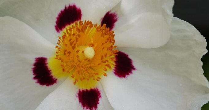 gum rockrose, Cistus ladanifer L. also knowed as labdanum, common gum cistus and brown-eyed rockrose.