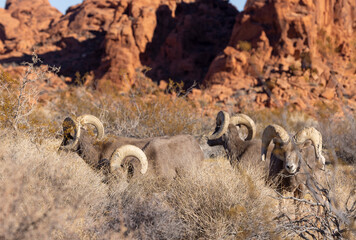 Desert Sheep Rams in the Nevada Desert in Winter